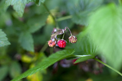 Close-up of red berries growing on plant