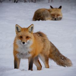 Red fox in the snow