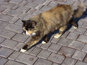 High angle view of cat on footpath