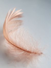 Close-up of feather against white background