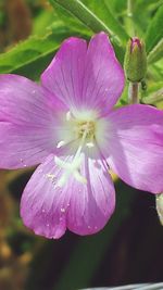 Close-up of pink flower