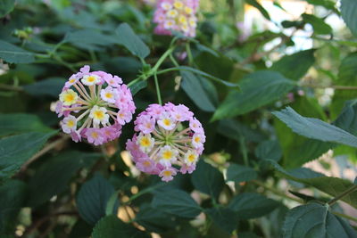 Close-up of pink flowers blooming outdoors