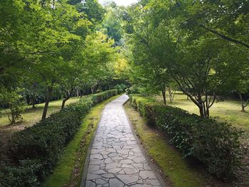 Footpath amidst trees in park