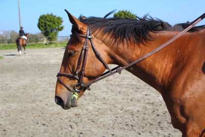 Horse in ranch