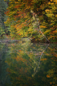 Scenic view of lake in forest