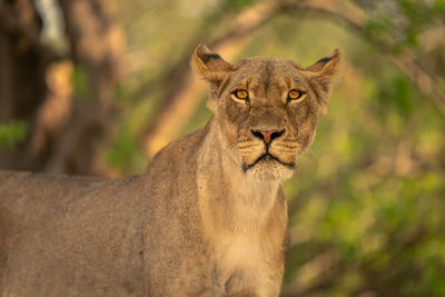 Close-up of lioness