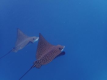 Close-up of fish swimming underwater