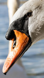 Swan , bodensee, lake constance