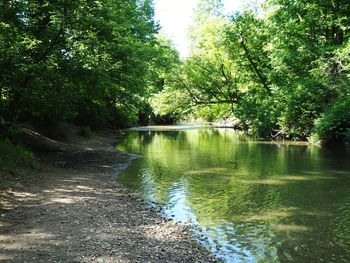 Scenic view of lake amidst trees in forest