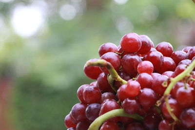 Close-up of berries growing on plant