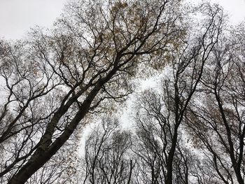 Low angle view of tree against sky