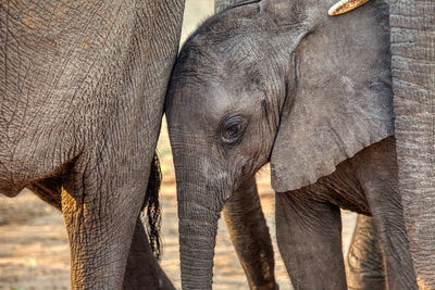 Close-up of elephant