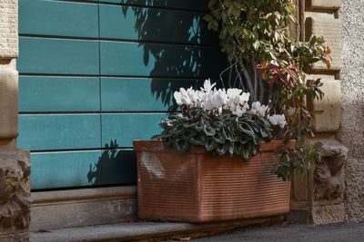 Potted plants against wall