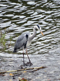 High angle view of gray heron on water