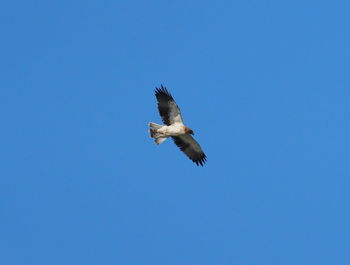 Low angle view of eagle flying against clear blue sky