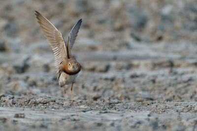 Close-up of bird flying