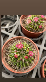 High angle view of potted plants