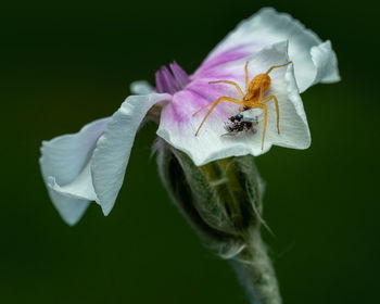 Close-up of insect on purple flower