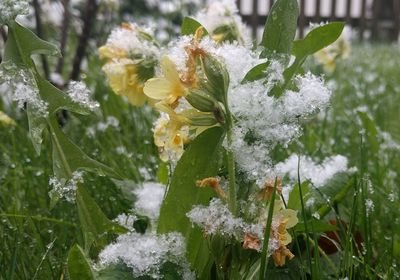 Close-up of white flowers