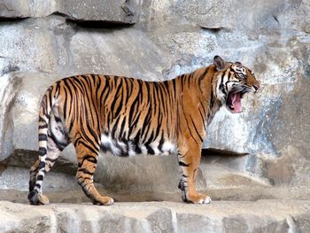 Portrait of tiger in zoo