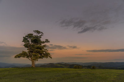 Tree on field against sky during sunset