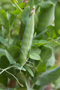 Close-up of fresh green leaves