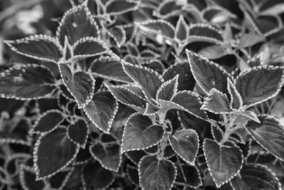 Close-up of leaves on plant during winter