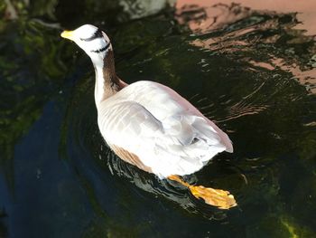 High angle view of duck swimming in lake