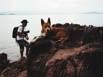 Dogs on rock by sea against sky