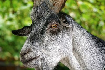 Close-up portrait of horse