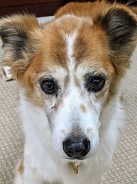 Close-up portrait of dog