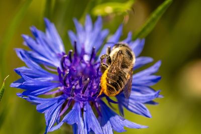 Close-up of honey bee on purple flower