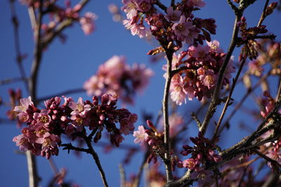 Low angle view of cherry blossoms in spring