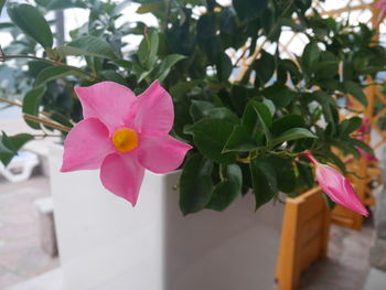 Close-up of pink flowering plant