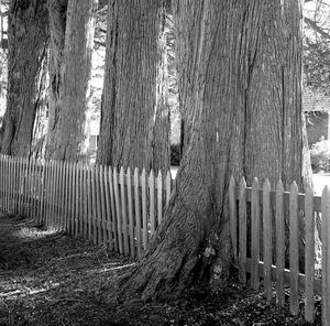 Wooden fence on field in forest