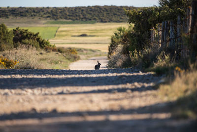 View of rabbit on dirt road