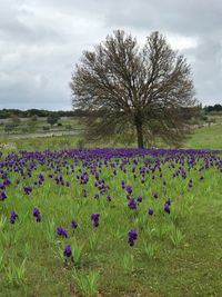 Purple flowering plants on field against sky