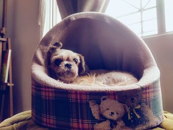Portrait of dog at home