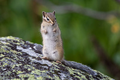 Squirrel on rock