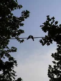 Low angle view of silhouette birds flying against sky