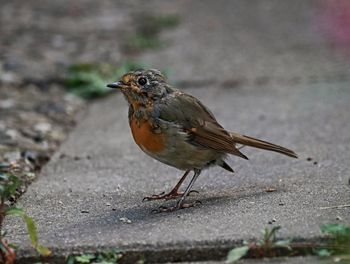 Close-up of a bird