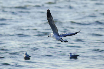 Seagull flying over sea