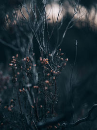 Close-up of plant on snow covered land