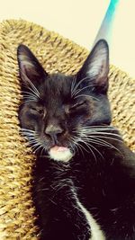 Close-up portrait of cat