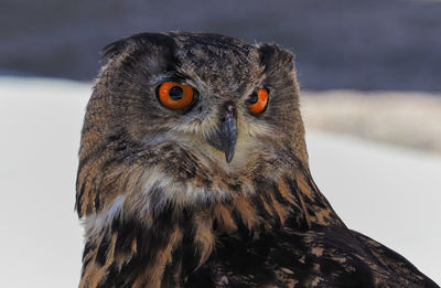 Close-up portrait of a bird