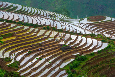 High angle view of rice paddy on field