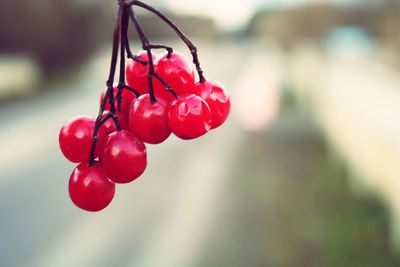 Close-up of red berries growing on plant