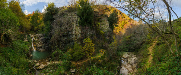 Scenic view of forest during autumn