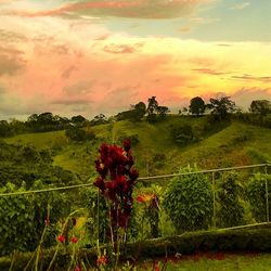 Scenic view of field against cloudy sky