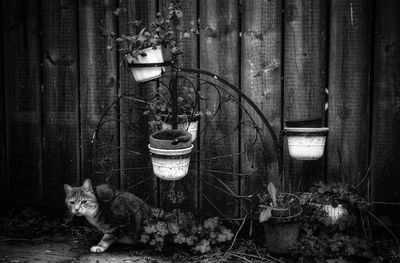 Portrait of cat sitting by potted plants